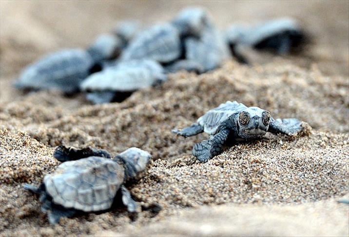 Deniz kaplumbağalarında plastik atık saptandı!