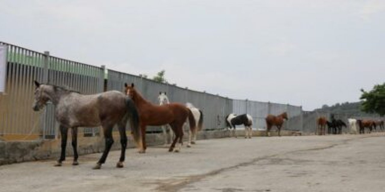 Adalar’daki atları sahiplenen kurum ve kişilerin listesi açıklandı!