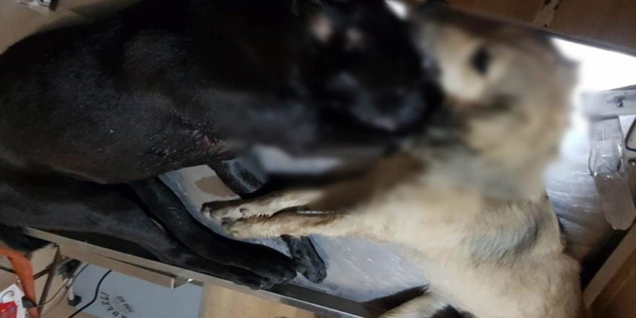 Çanakkale'de köpek katliamı! Tam 16 köpek...