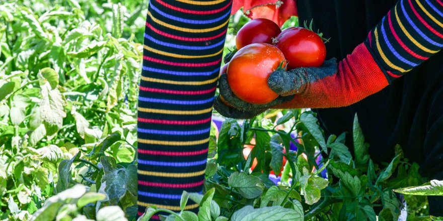 Ankara Büyükşehir Belediyesi'nin kırsal kalkınma projesine yoğun ilgi