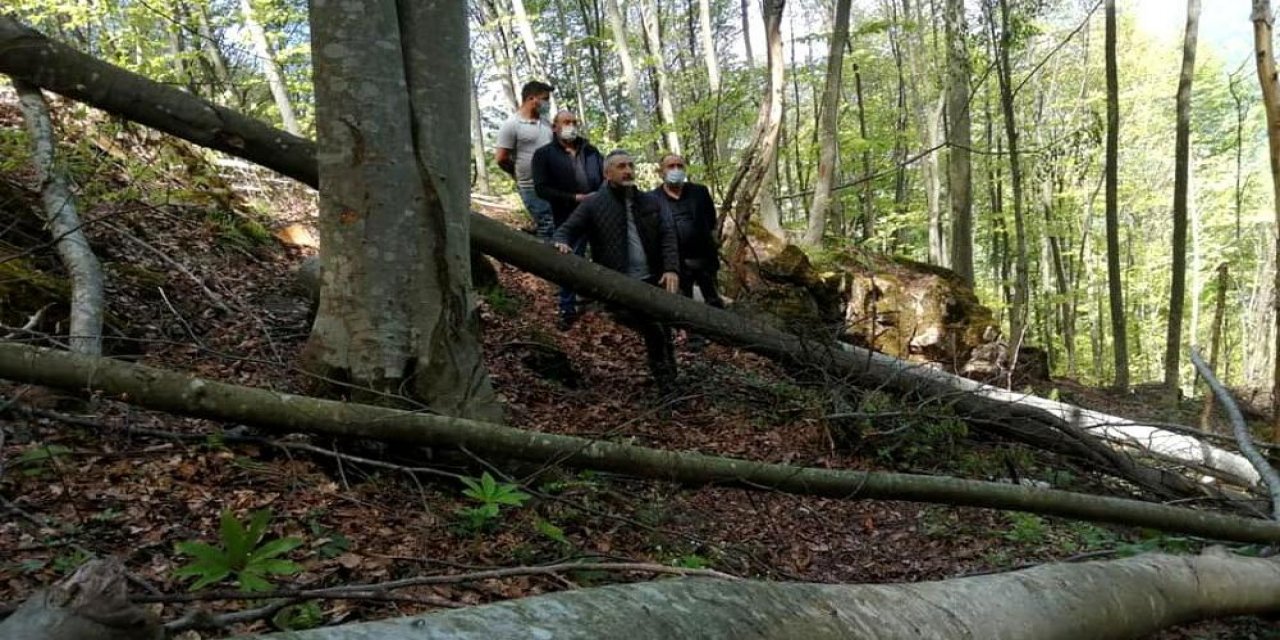 Bir talan daha... “Yol yapıyoruz” bahanesiyle yüzlerce ağacı kestiler!