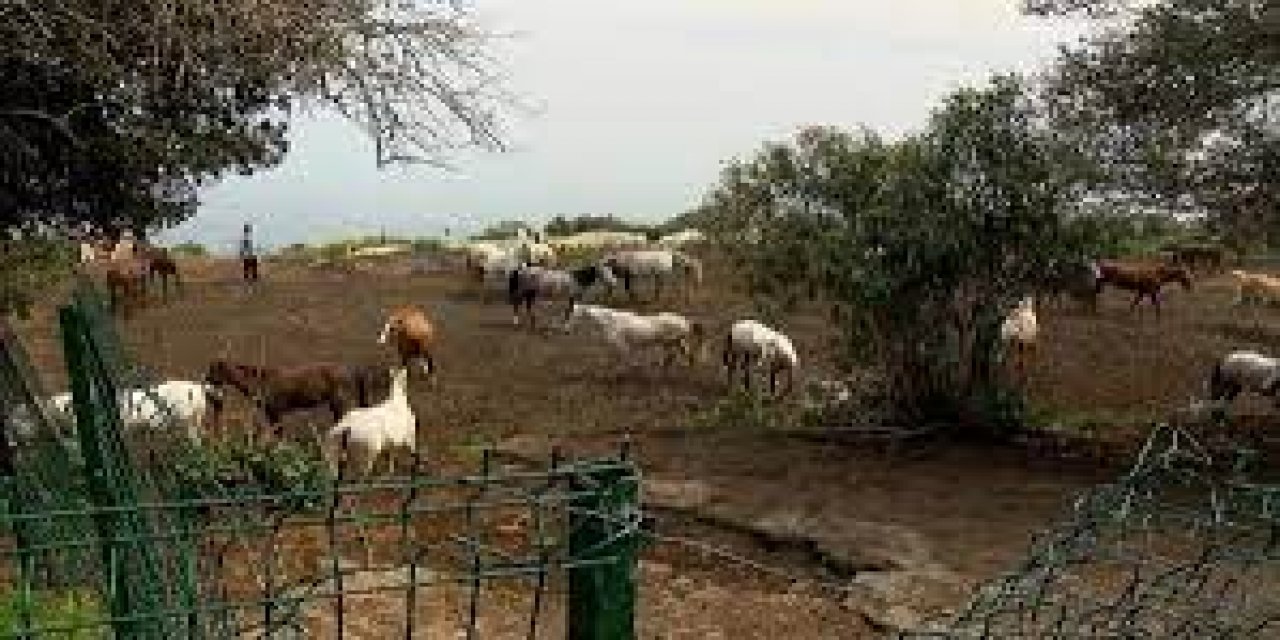 Kayıp atlarla ilgili yeni iddia! MHP'li başkanın çocuklarından yardım istemişler!