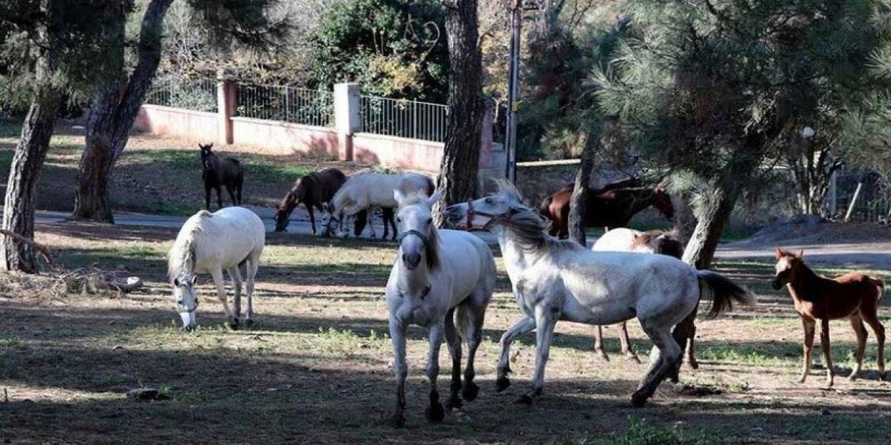 İBB'den yeni kayıp atlar açıklaması! Mevzuatlı yanıt...