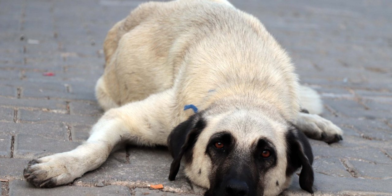 Köpek katliamının cezası 30 bin...