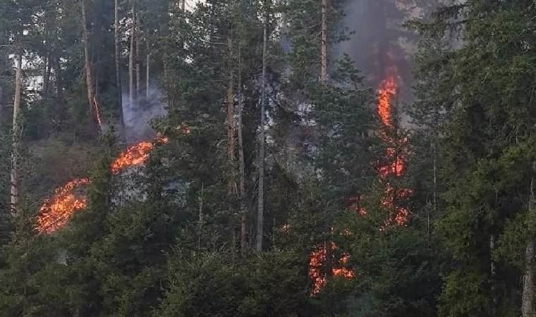 Artvin'de korkutan orman yangını!