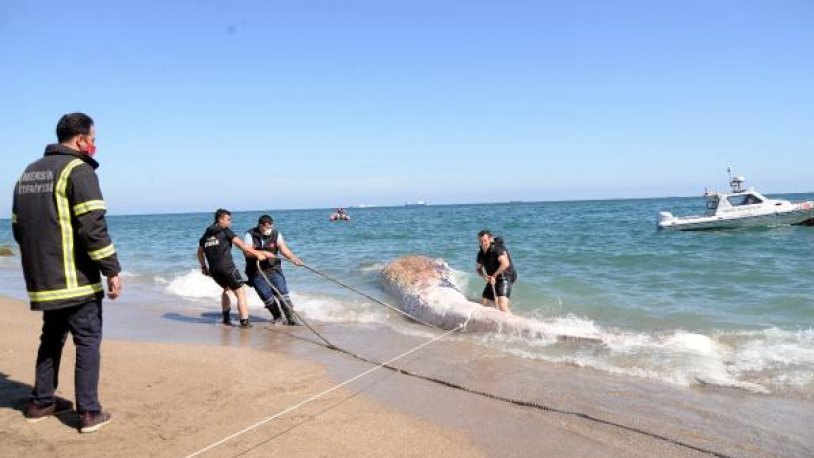 Mersin sahiline vuran oluklu balinanın yaşamını neden yitirdiği belli oldu!