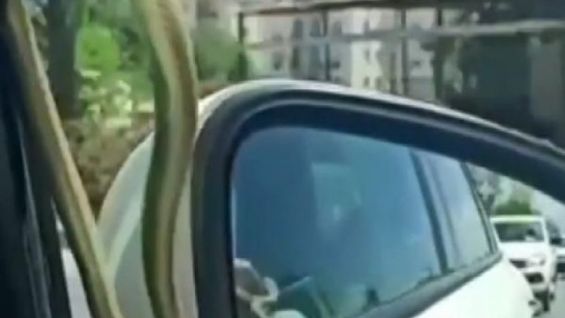 Seyir halindeyken otomobilin camındaki yılanı gördüler