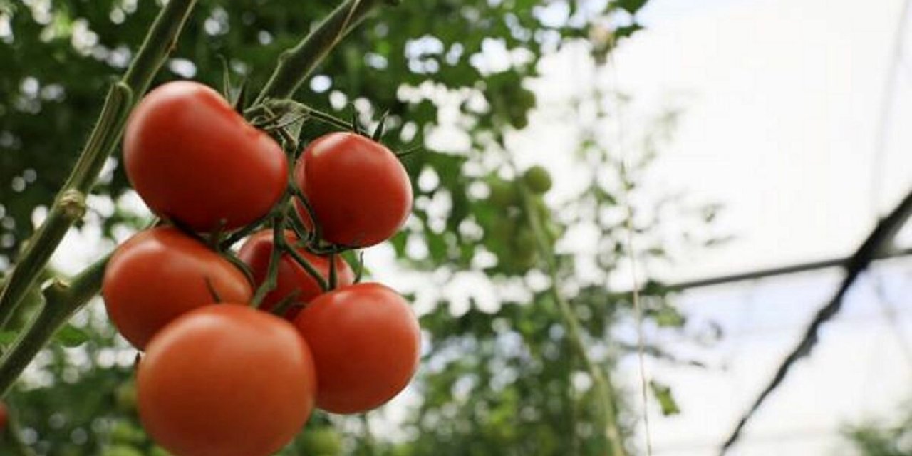 Domateste büyük tehlike! Jet hızıyla yayılıyor... Seralar karantinaya alınıyor... Tonlarcası yakılarak imha edilecek!