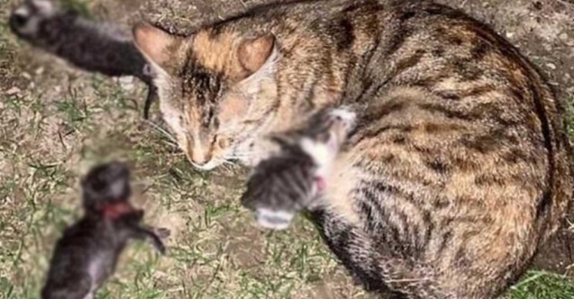 Üç yavru kediyi kürekle katletmişti... Cani adam hakkında karar!