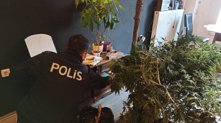 59 ilde evinde kenevir yetiştirenlere operasyon! Yüzlerce kişi hakkında gözaltı kararı