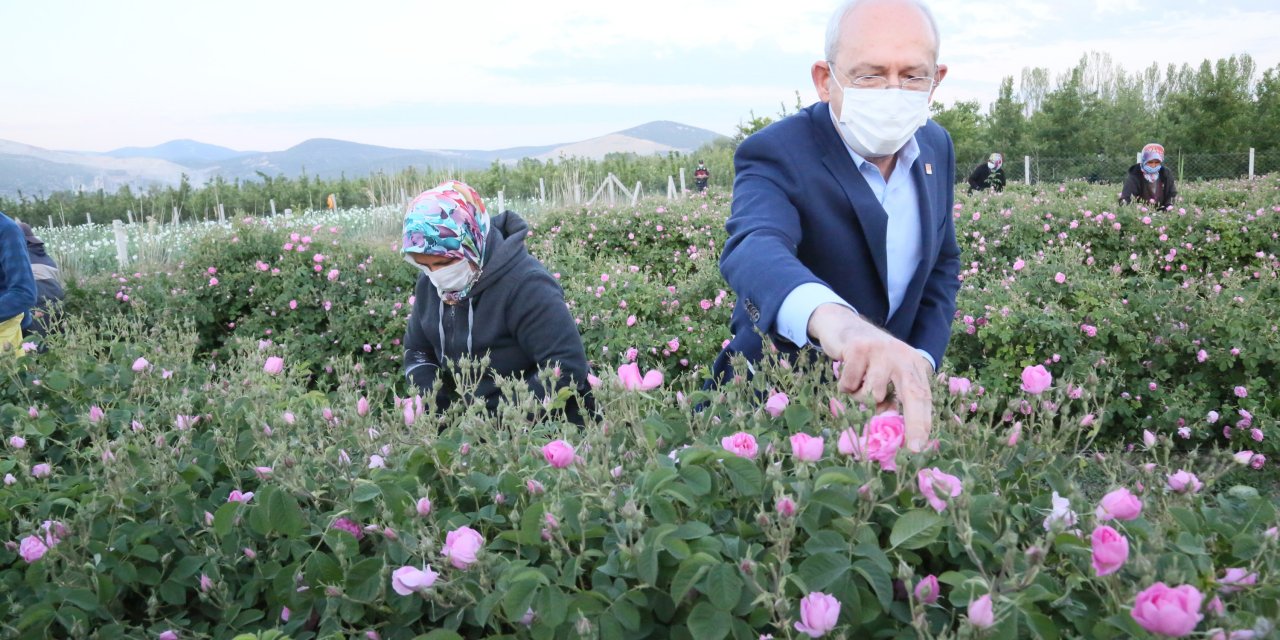 CHP lideri gün doğumunda işçilerle birlikte gül topladı!