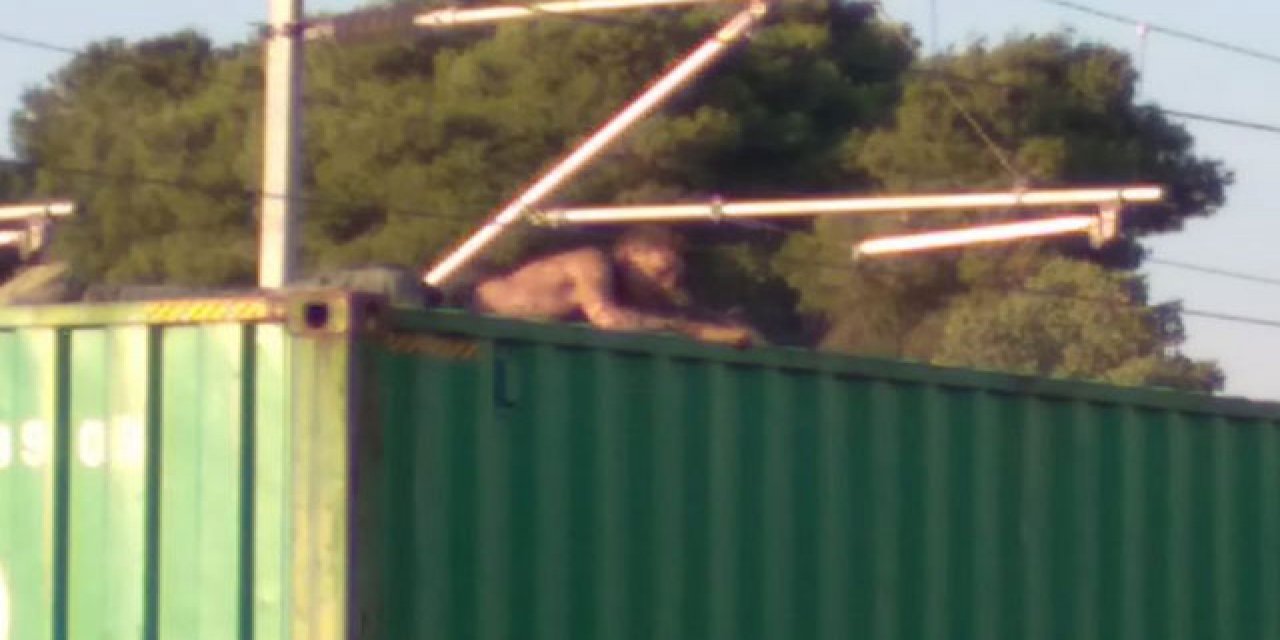 Fotoğraf çektirmek istemişti... Feci son!