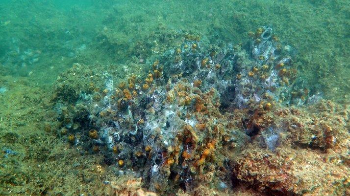 Durum vahim! Marmara Denizi’nden en çarpıcı görüntü… Uzman korkutan gerçeğe dikkat çekti!