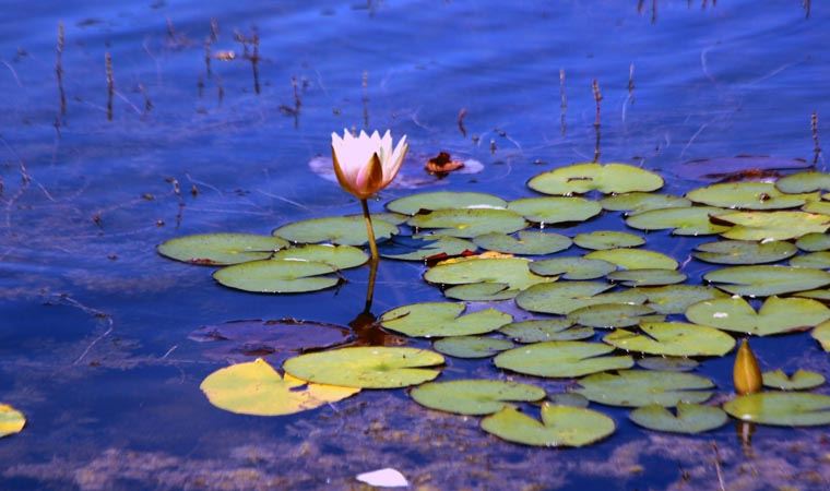 Bolu'da görülüyor... Koparana '160 bin lira' para cezası!