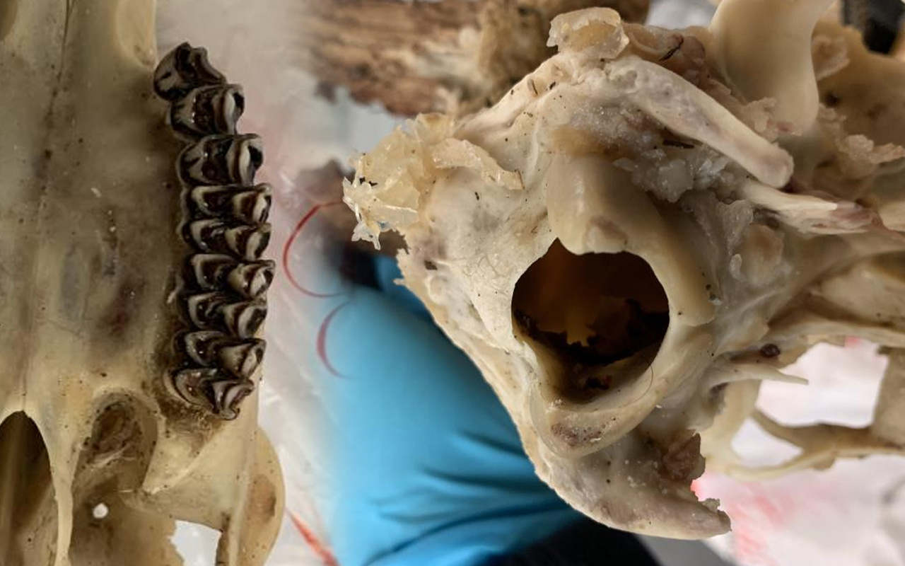 Türkiye’den Almanya’ya götürdü! Görenler şaşkına döndü