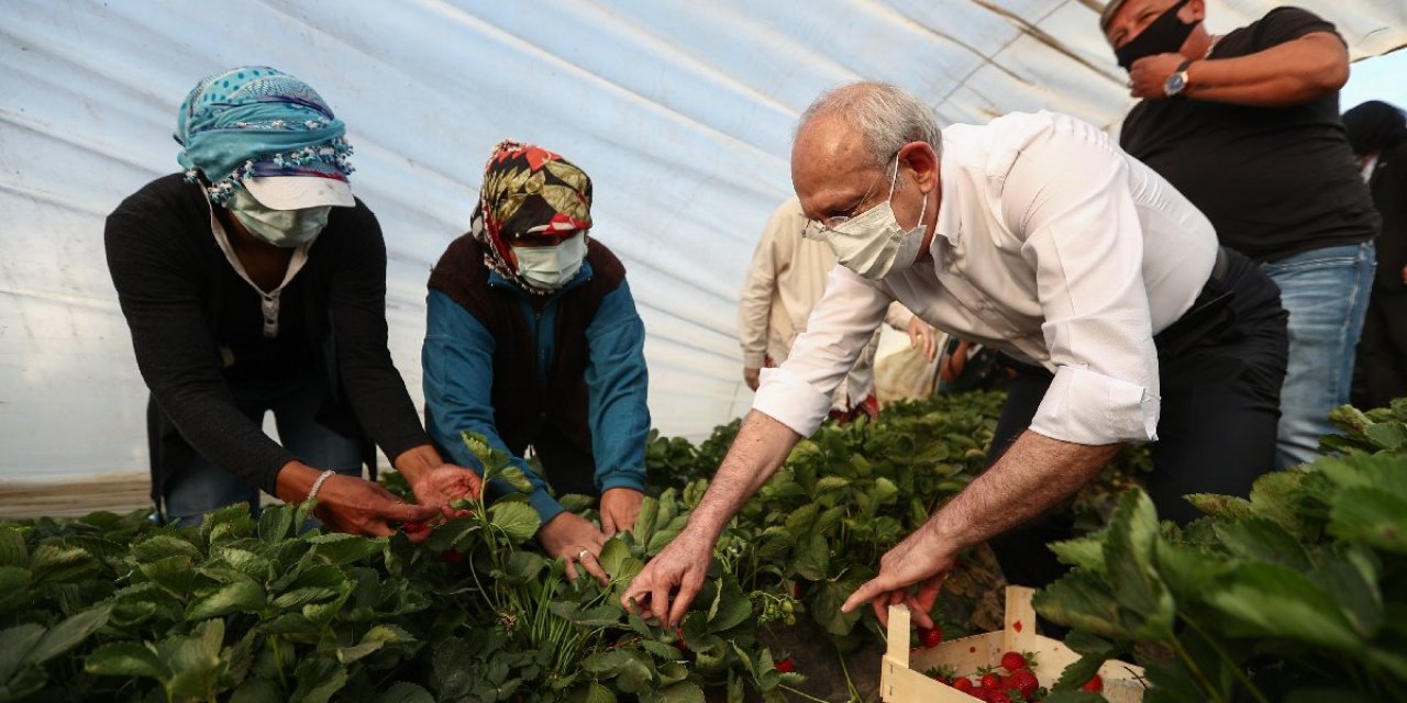 CHP lideri, Aydın’da çilek hasadı yaptı!
