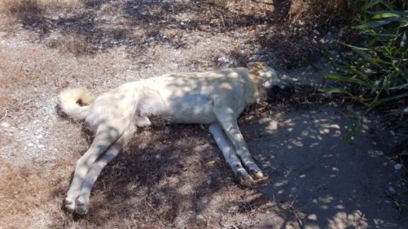 Köpek katliamı! 10 köpeğin cansız bedeni bulundu