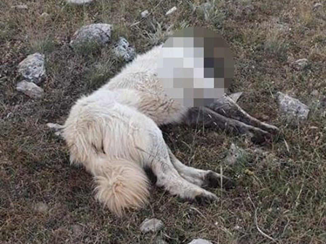 Yalova'da 7 köpek katledildi