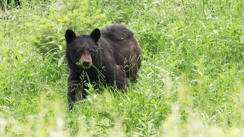 Evinin garajında ayı saldırısına uğradı