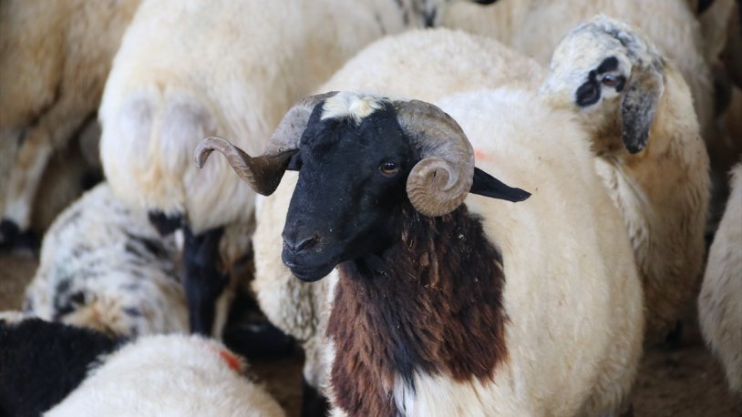 Vekâletle kurban kesimi fiyatları belirlendi