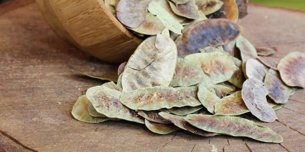 Uzmanından kritik uyarı! Zayıflamak için ''açlık otu'' tüketenler dikkat