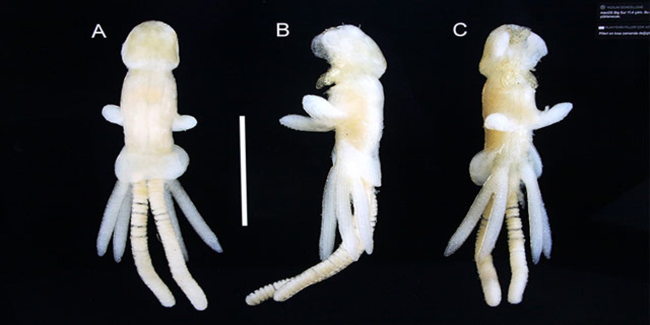 Başımıza daha ne gelecek? Balık kenesi parazit taşıyıcısı çıktı!