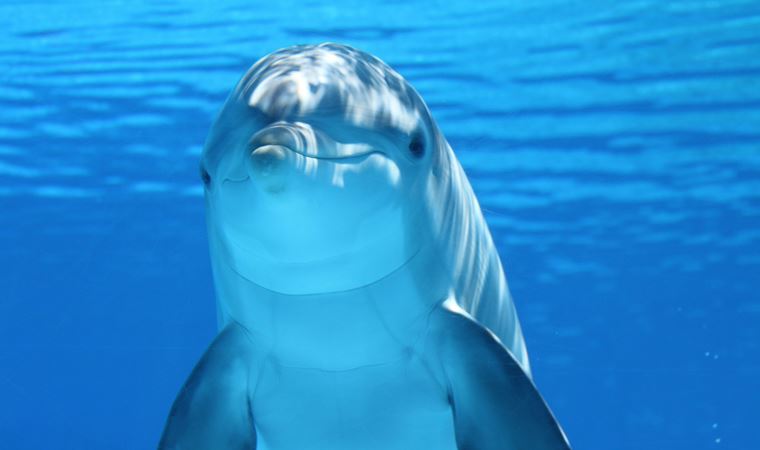 Hayvanlarda mizah anlayışı var mı?