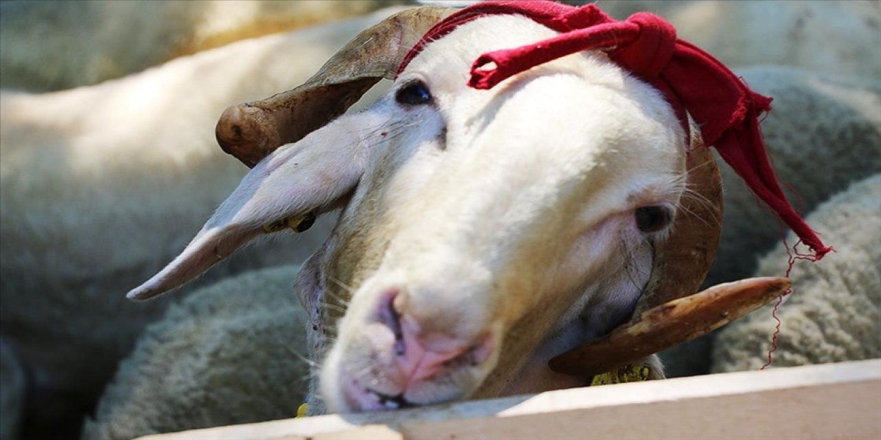 Diyanet kurban bedellerini açıkladı!