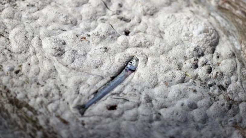 Müsilaja dair kritik açıklamalar! 'Marmara Denizi'ne yapılan tüm deşarjlar acilen durmalı'