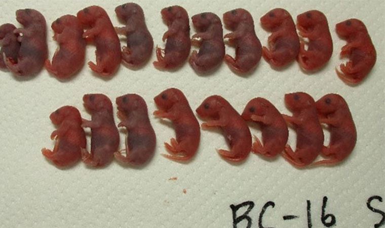 Spermler uzaya gönderilmişti... 'Uzay fareleri' doğdu