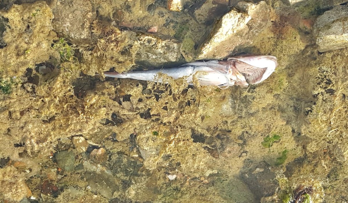 Bakan Murat Kurum'dan kritik müsilaj açıklaması! 'Tehlikeli değil'