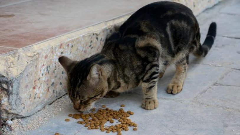 İstanbul'da kedi yediğini kabul eden kişi hakkında karar verildi