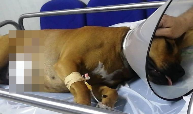 Oğluna havladı diye köpeğe ateş açtı