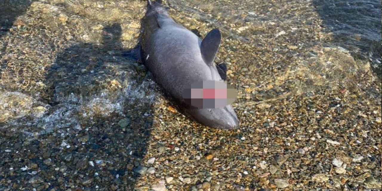 Böyle vahşet görülmedi... Yavru yunusu başından vurdular!