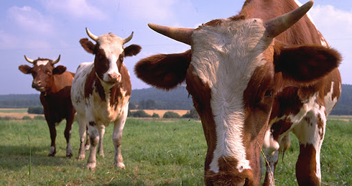 Meclis'te büyükbaş krizi! 'İnanmıyorsan say kardeşim'