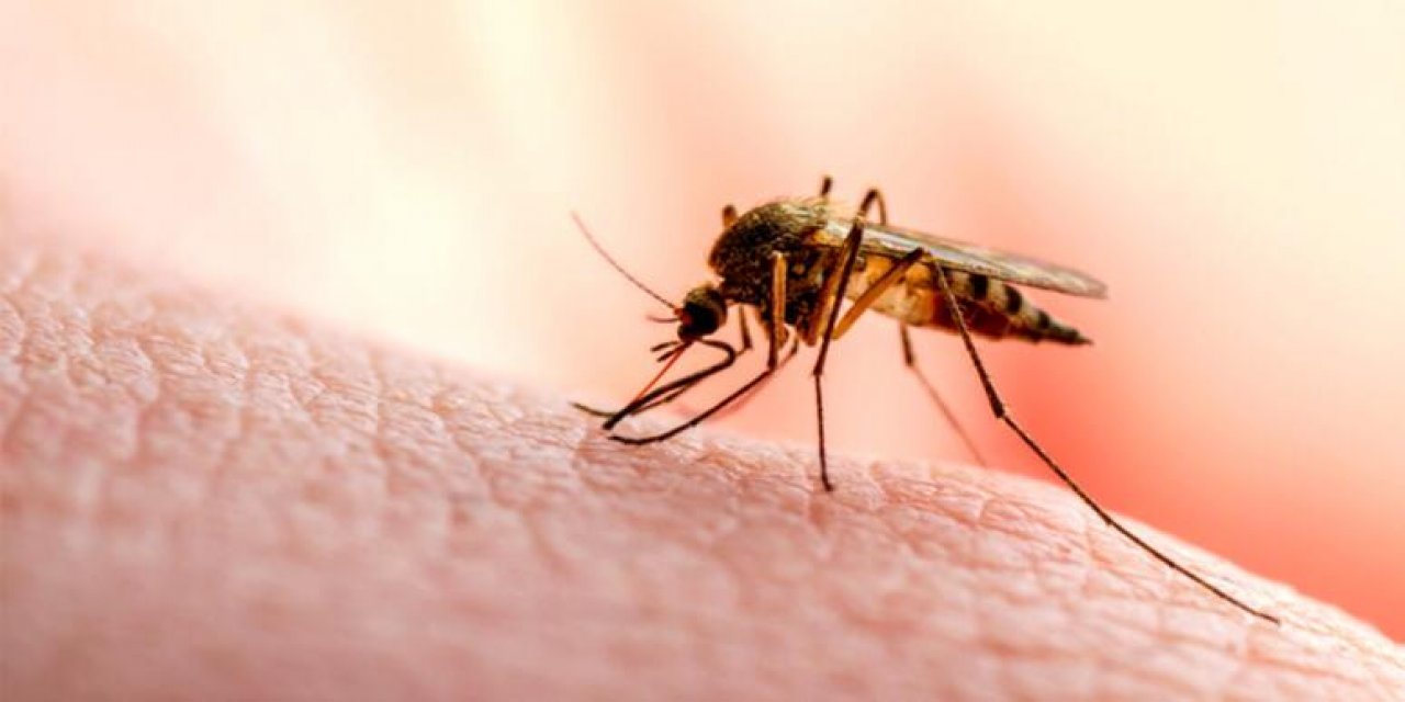 DSÖ duyurdu: Dang humması!