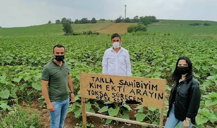 Tarlasına kendisinden habersiz ayçiçeği ekildi 'Beni arayın yoksa söküm yapacağım'