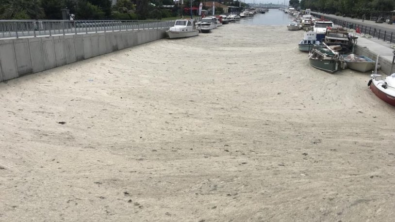 İstanbul'da Kurbağalıdere'de müsilaj kabusu