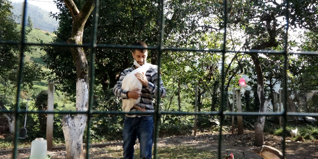 Normalde insanlara saldırırlar, onun kucağından inmiyorlar