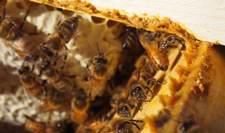 Bağışıklığın en büyük destekçisi... Arı ekmeği nedir?