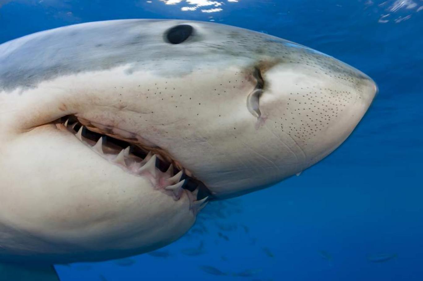 Köpekbalıklarının nasıl dinlendiği keşfedildi