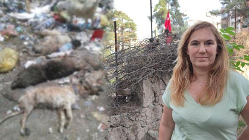 Ayvacık'ta yaklaşık 30 köpek ve kedi zehirlendi!