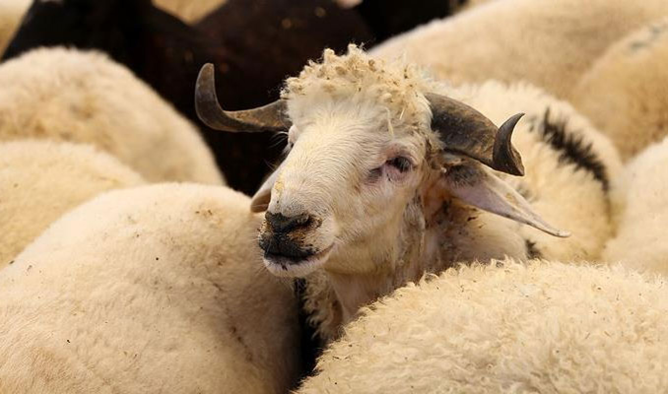 Bayram öncesi piyasa hareketlendi! Kurbanlık fiyatlarında yüzde 30’a varan artış