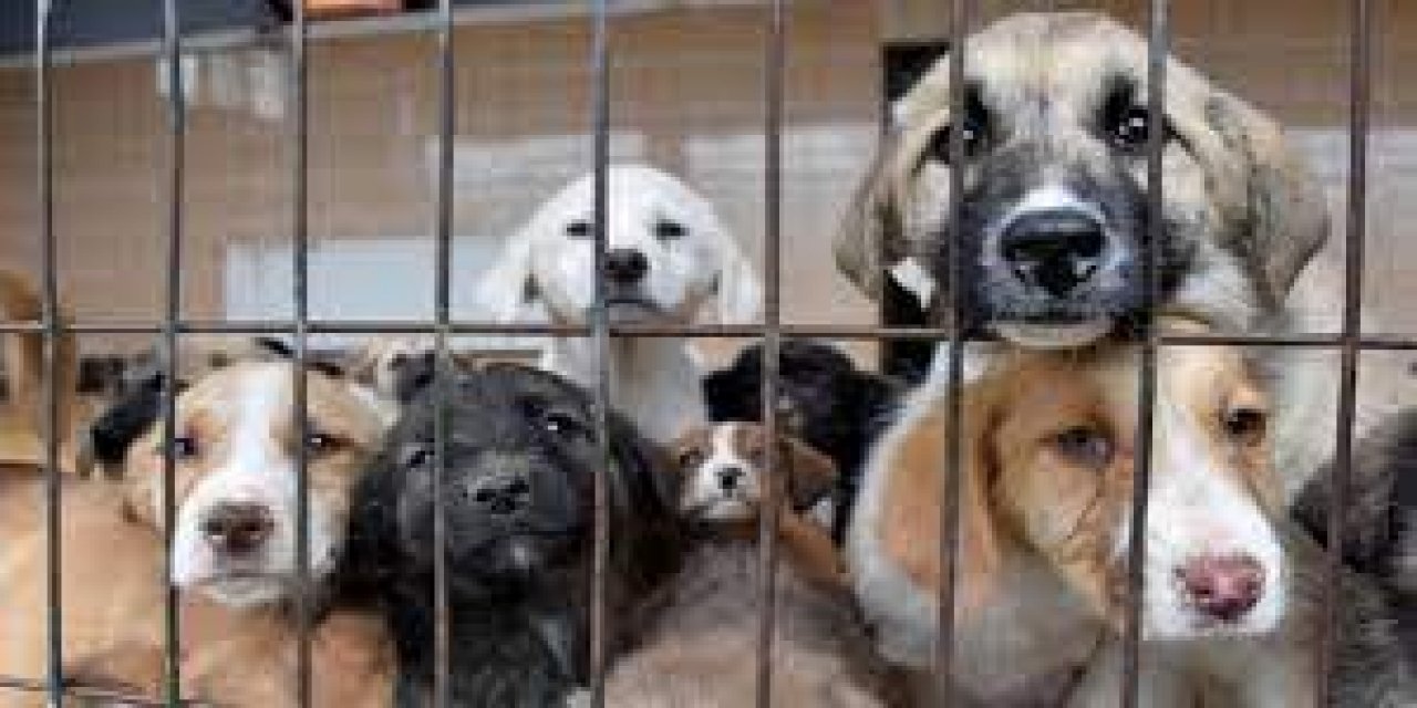 Hayvanları Koruma Kanunu teklifi Meclis’te! İşte ayrıntılar...