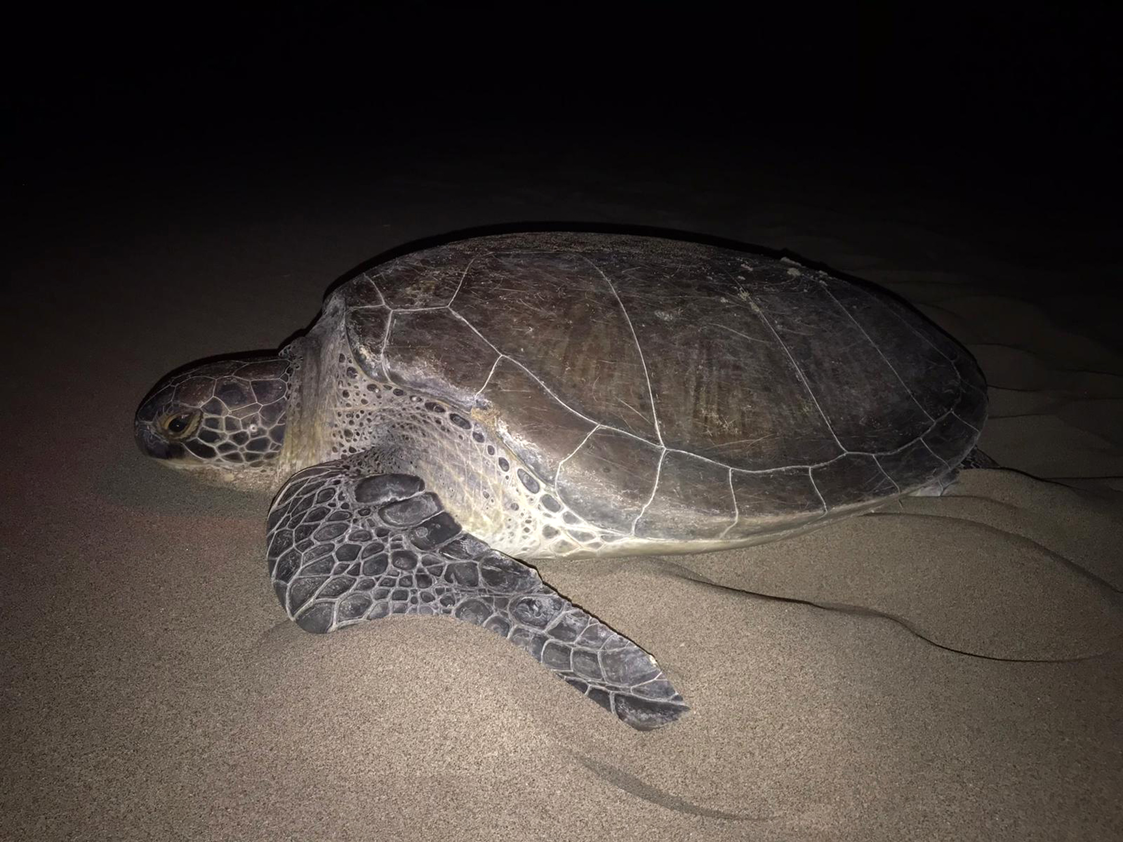9 yıl sonra ilk! Yeşil deniz kaplumbağası Patara'da