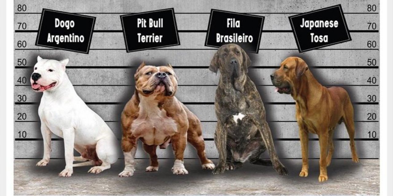 Bu köpekleri sahiplenen 11 bin lira ceza ödeyecek!