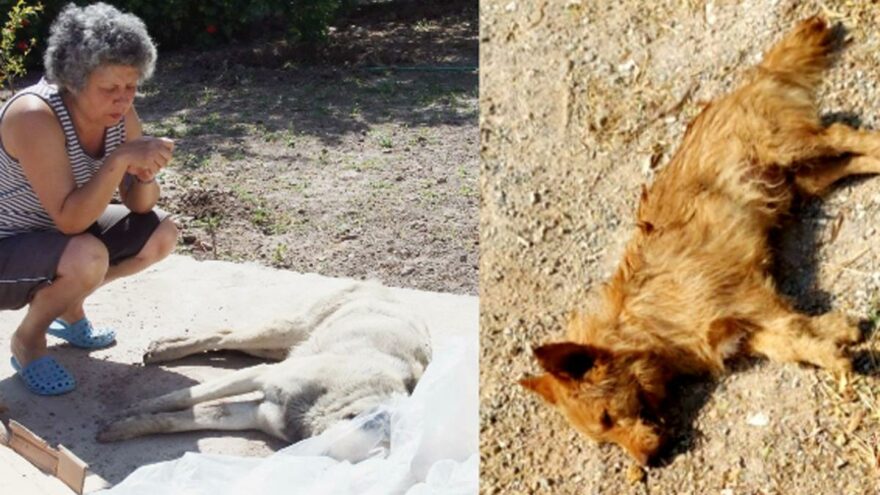 Bodrum'da korkunç iddia! Otopsiye gönderildiler