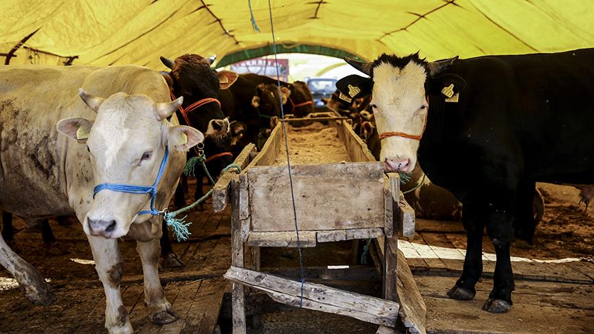 Zamdan kurbanlıklar da nasibini aldı! İşte 2021 kurbanlık fiyatları