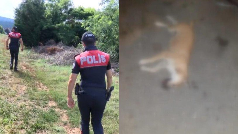 İstanbul'da vahşet! İşkence yapılıp zehirlenmiş 17 köpek bulundu
