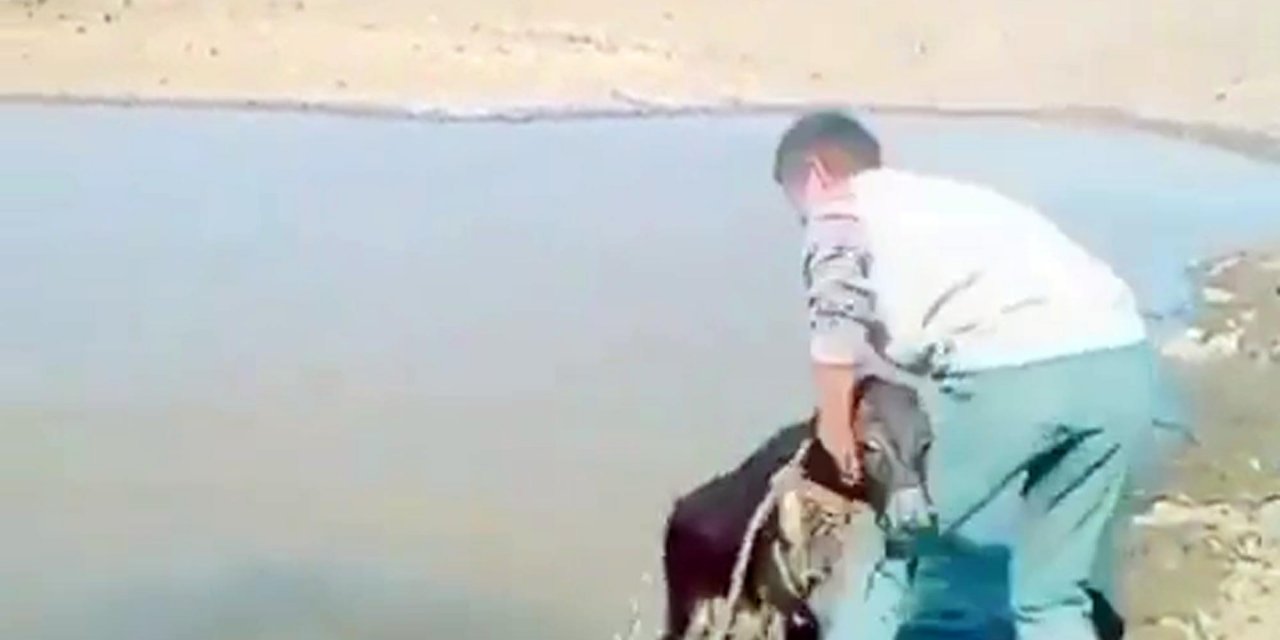 Haluk Levent'ten örnek davranış! O sıpaya sahip çıktı...